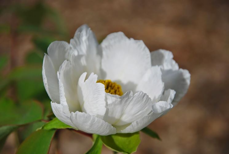 Una pianta di peonia bianca