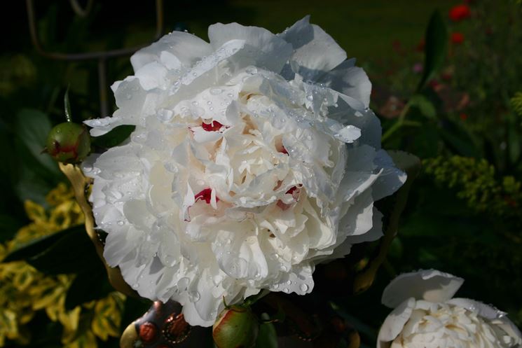 Un esemplare di peonia dai fiori rosa