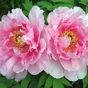 Esemplare di peonia erbacea