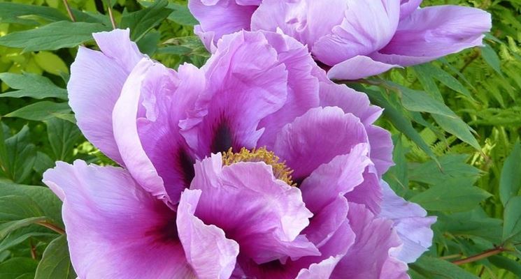 Peonia in fiore