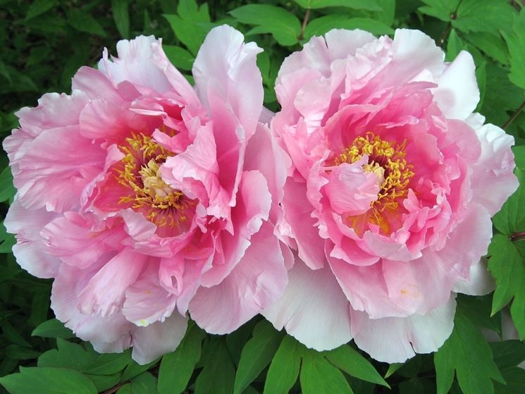 Esemplare di peonia erbacea