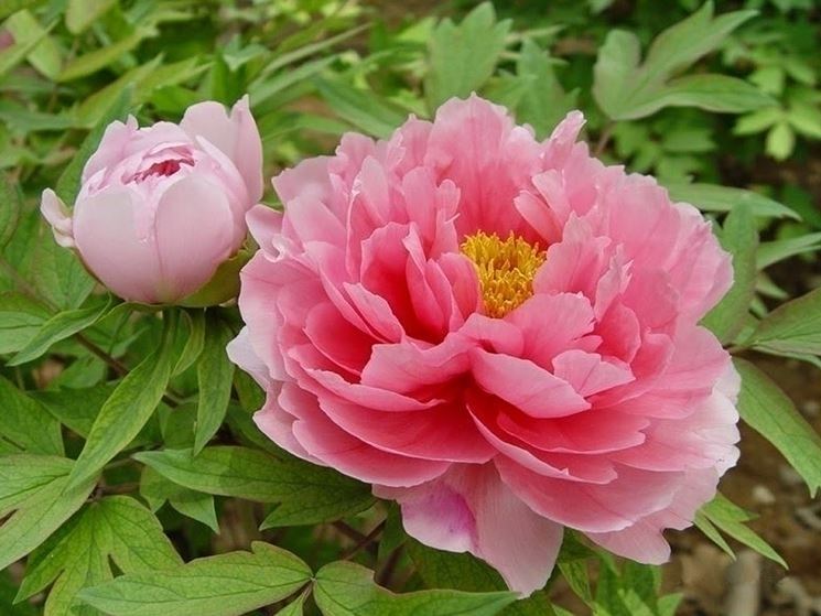 Fiori peonia