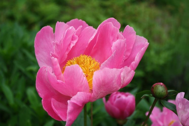 Peonia bianca