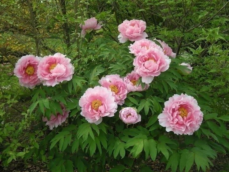 crescita peonie