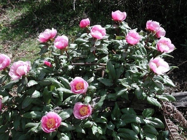 Cespuglio di peonie rosa adatto per giardini di piccole e grandi dimensioni