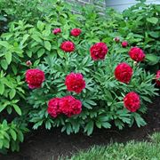 Peonie dal fiore rosso.