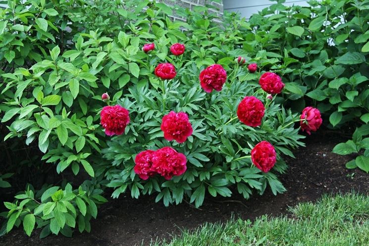 Peonie dal fiore rosso.