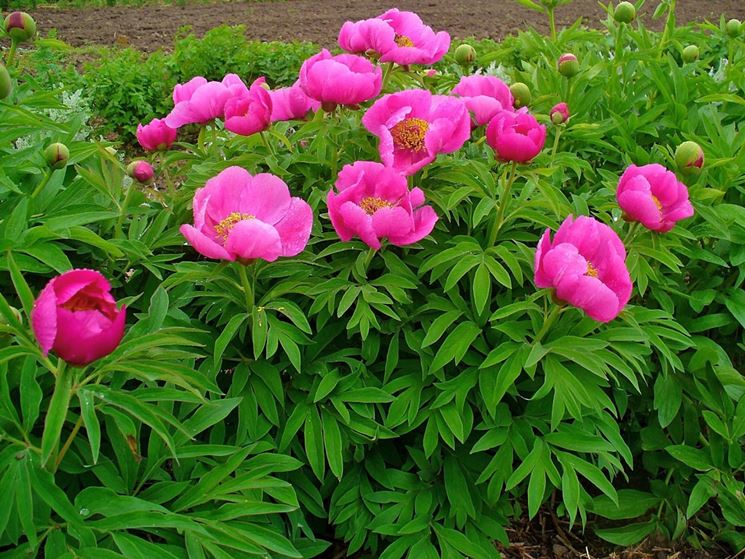 Paeonia officinalis.