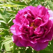 peonia fiore