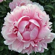 peonia giapponese