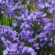 Agapanthus fiorito