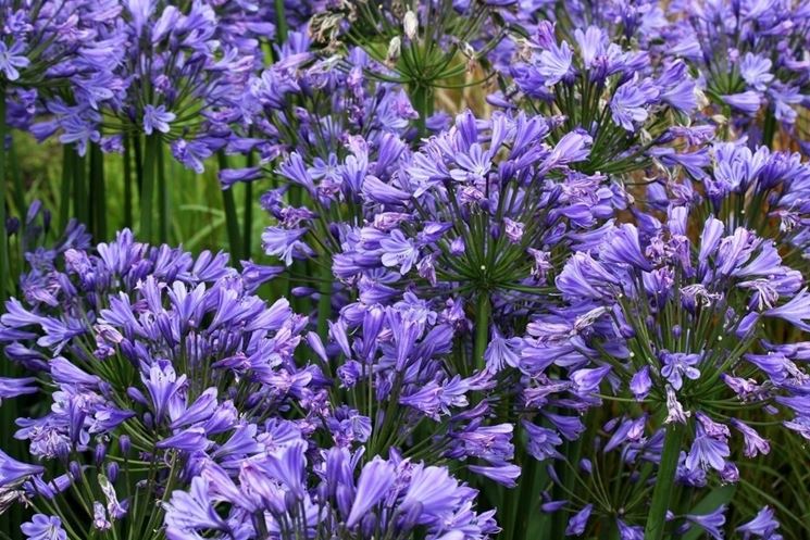 Agapanthus fiorito