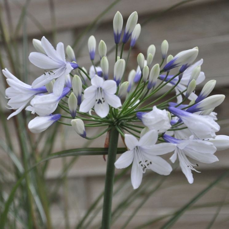 Agapanthus bianco