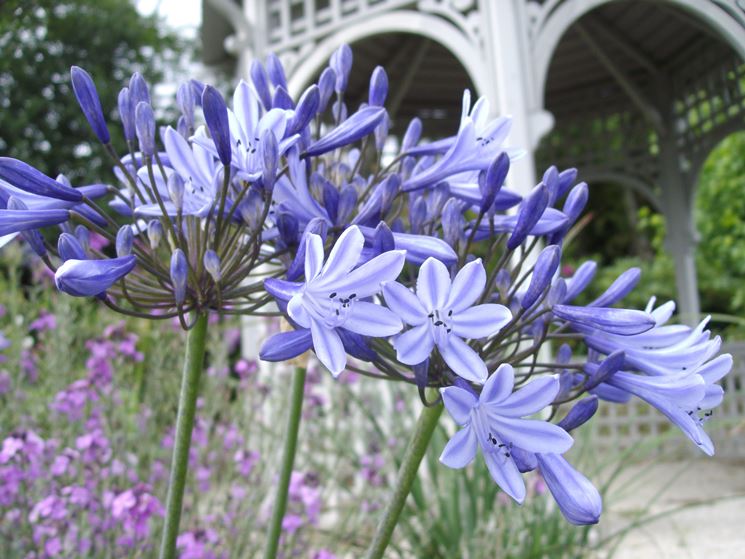 Infiorescenza degli Agapanthus