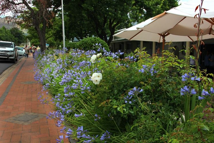 Bordura naturale di Agapanthus