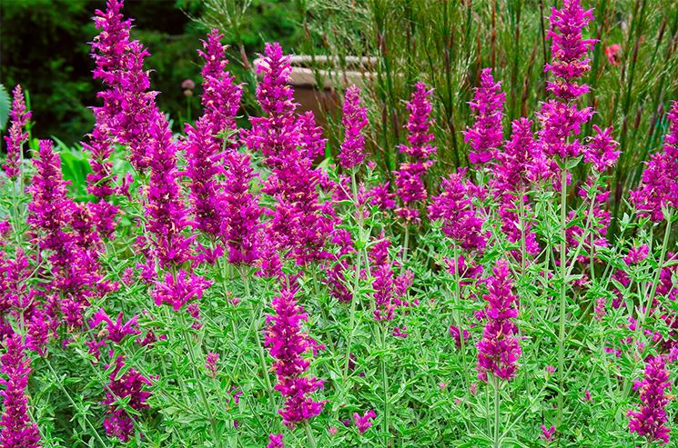 Agastache aiuola