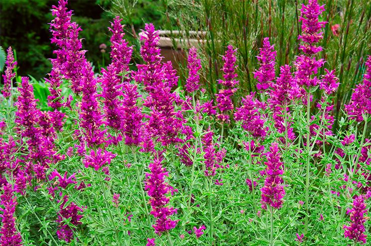 Agastache aiuola