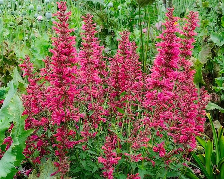 Agastache fiore pianta