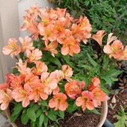 Alstroemeria