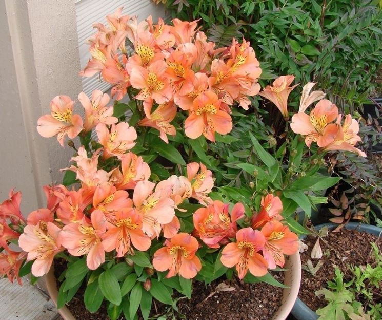 Alstroemeria