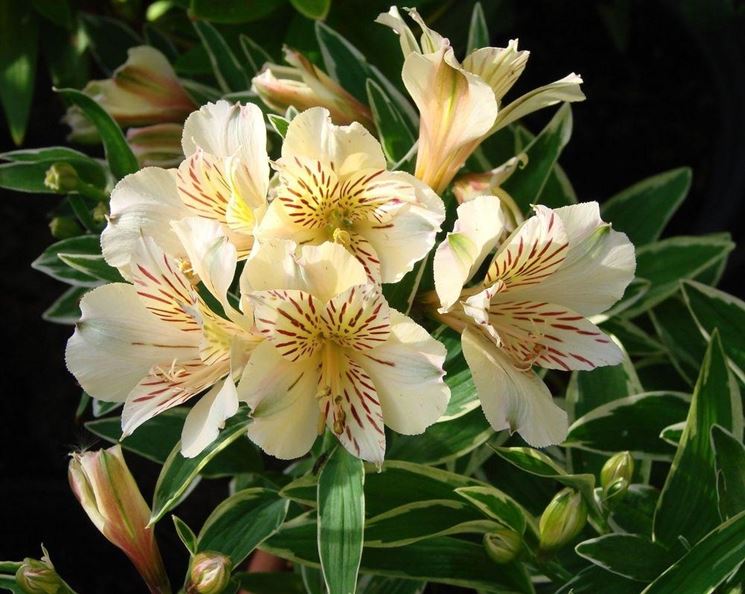 L'Alstroemeria nel contenitore