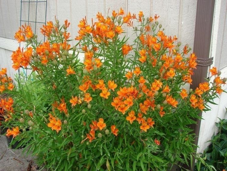 Alstroemeria giglio