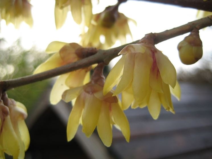 Fiori del Calicanto