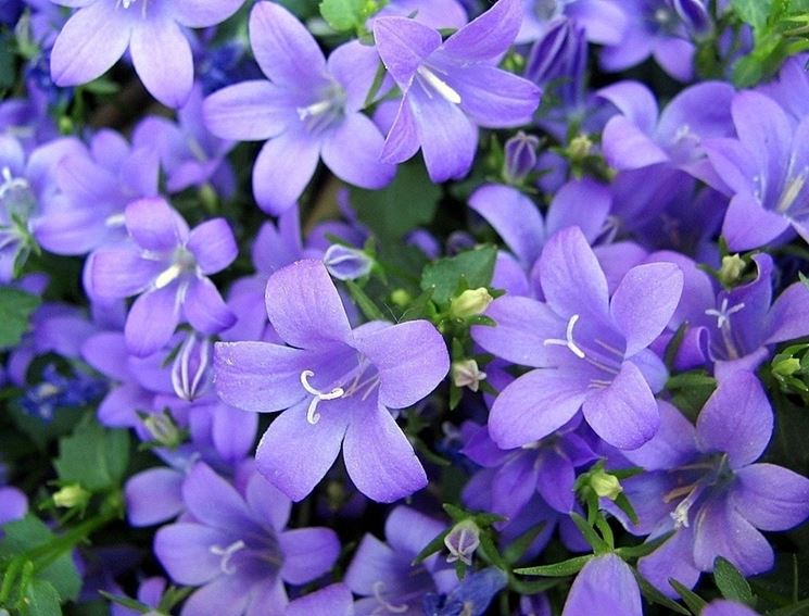 Fiori campanula