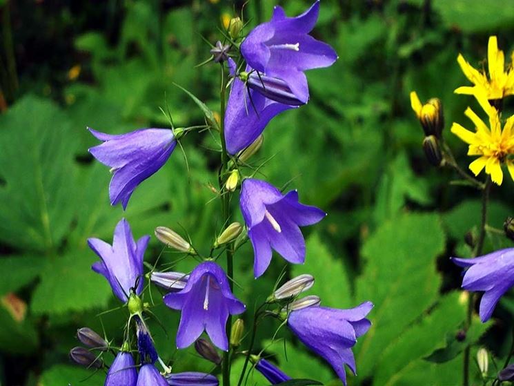 Pianta campanula