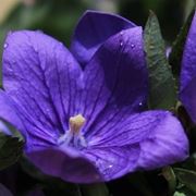 campanula perenne