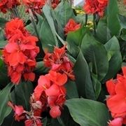 Canna indica rossa