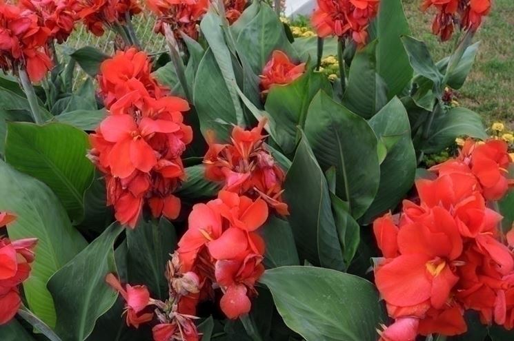 Canna indica rossa