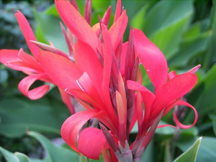 canna d'India