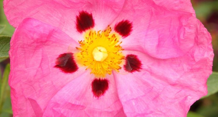 Fiore cistus purpureus