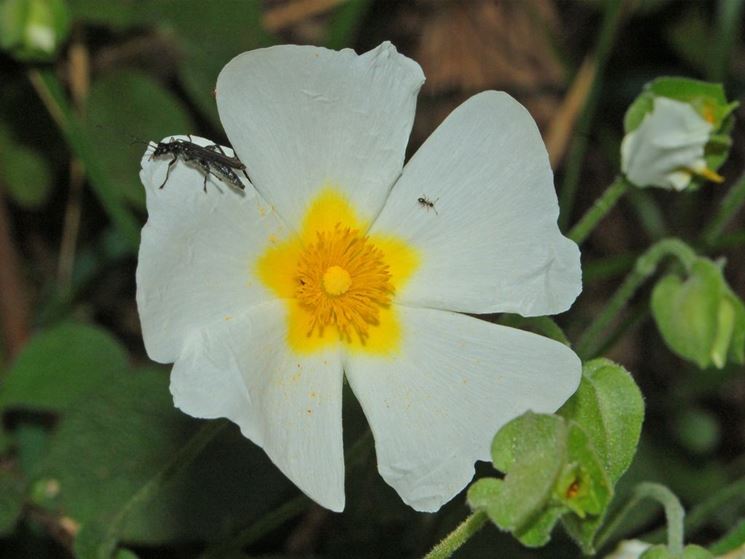 Cistus rami pianta