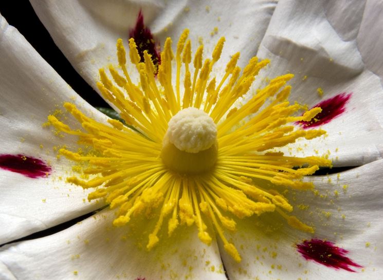 Cistus albidus