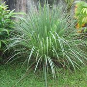 citronella