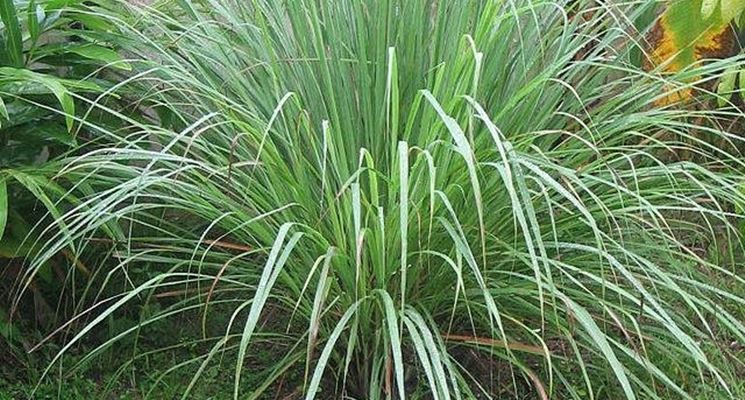 citronella
