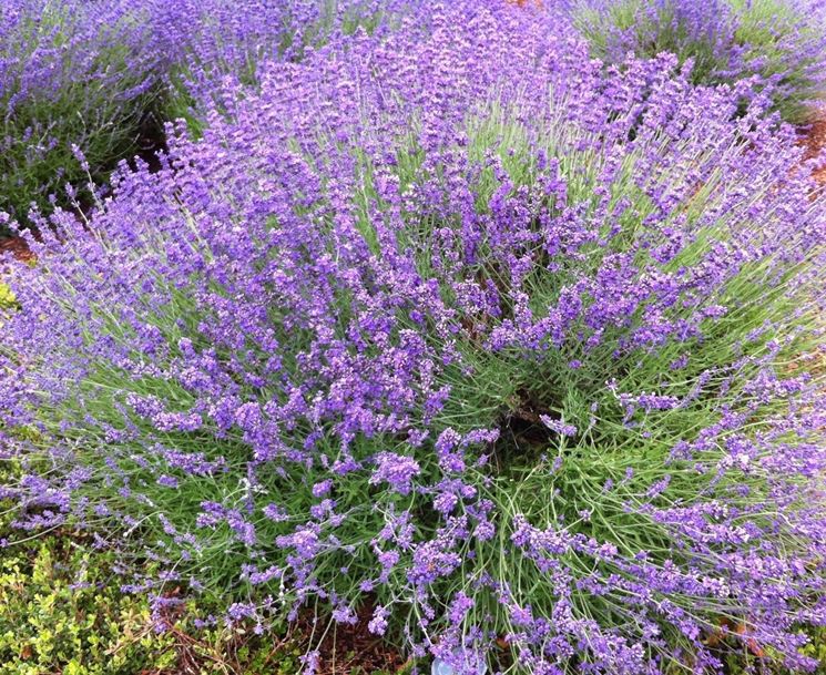 Coltivare lavanda - Perenni - Come coltivare la lavanda