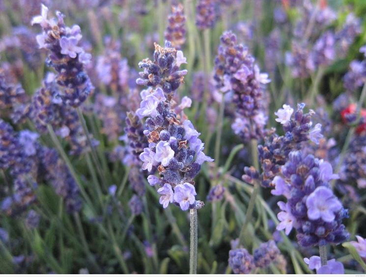 Particolare del fiore di lavanda