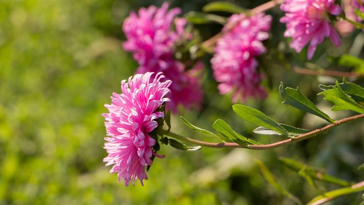 Fiore di crisantemo rosa