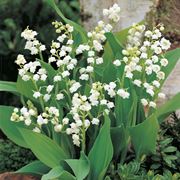 convallaria