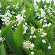 Convallaria fiore