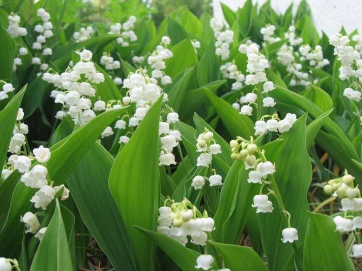 Convallaria fiore