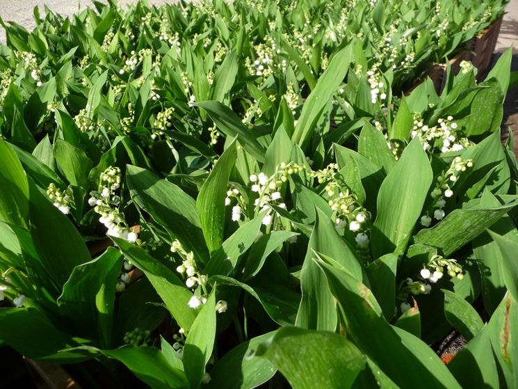 Piante convallaria