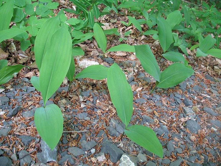 Variet convallaria japponica
