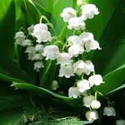 Fiori convallaria majalis