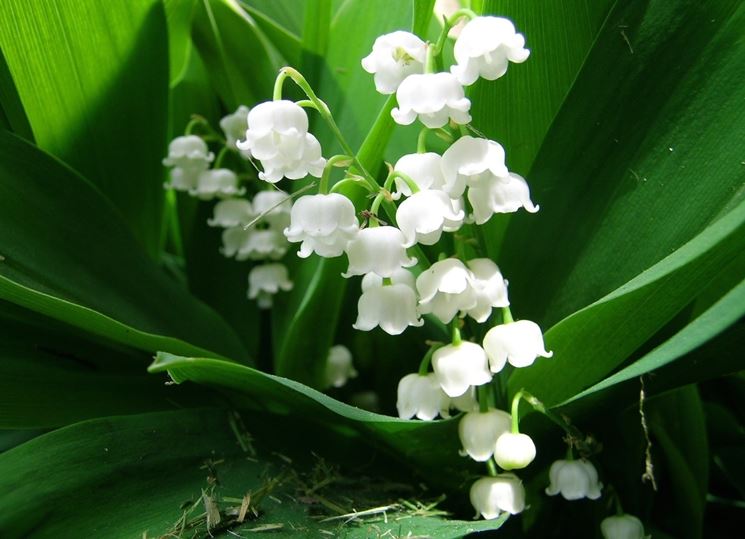 Fiori convallaria majalis