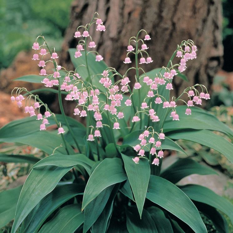 Fiori pianta perenne