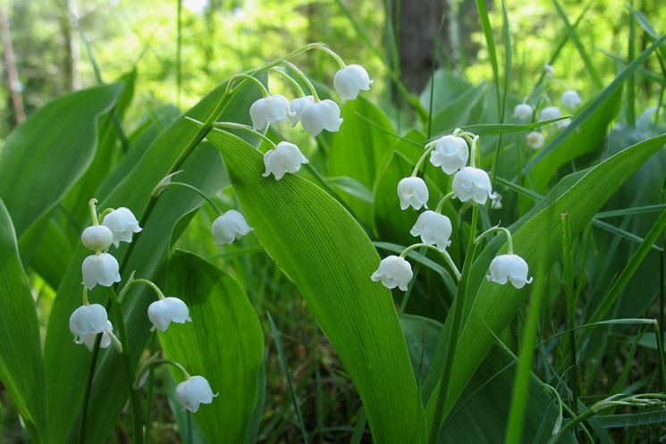 Fiori foglie piante